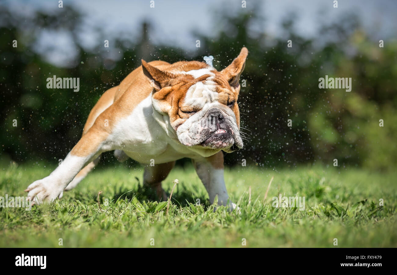 wet bulldog