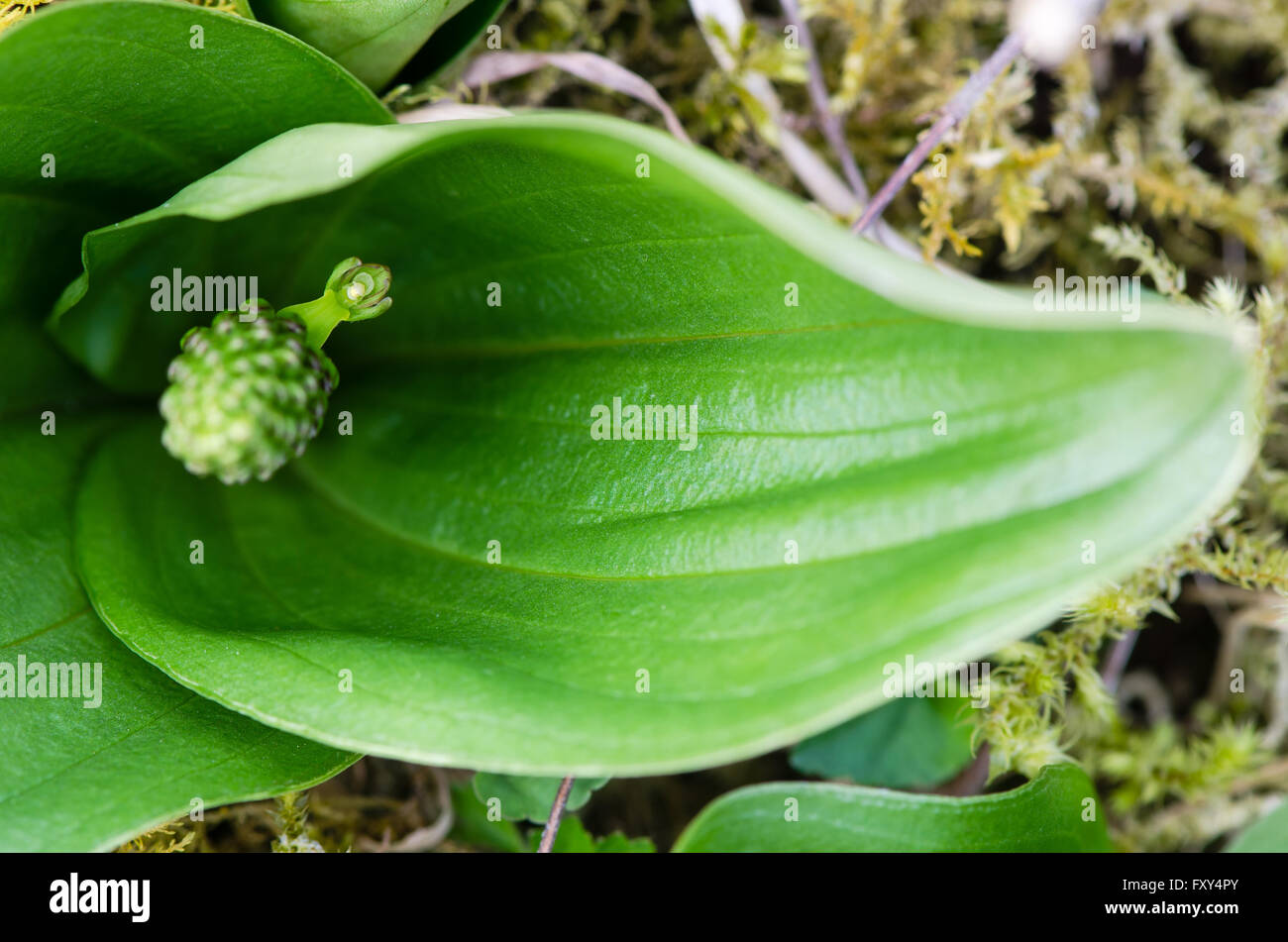 Common twayblade (Neottia ovata). Green flower of rare plant in the family Orchidaceae, showing single flower open on plant Stock Photo