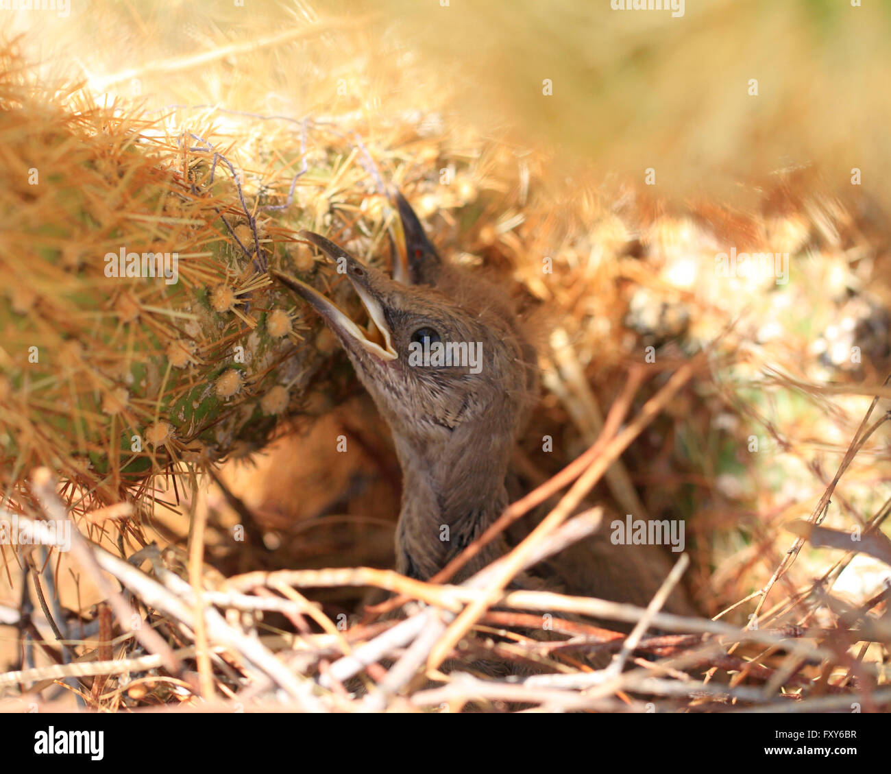 Recently hatched baby birds sitting in a nest made in a cactus in