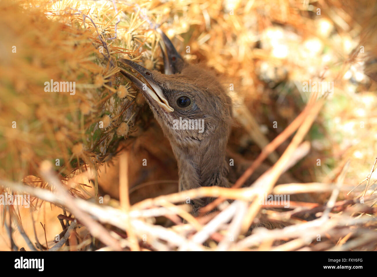Recently hatched baby birds sitting in a nest made in a cactus in