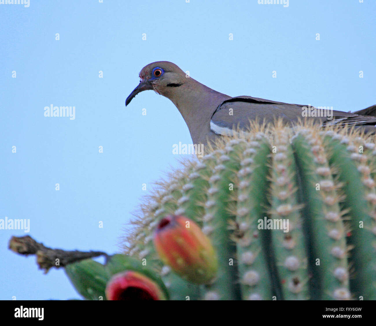 White Winged Dove perched on a cactus Stock Photo