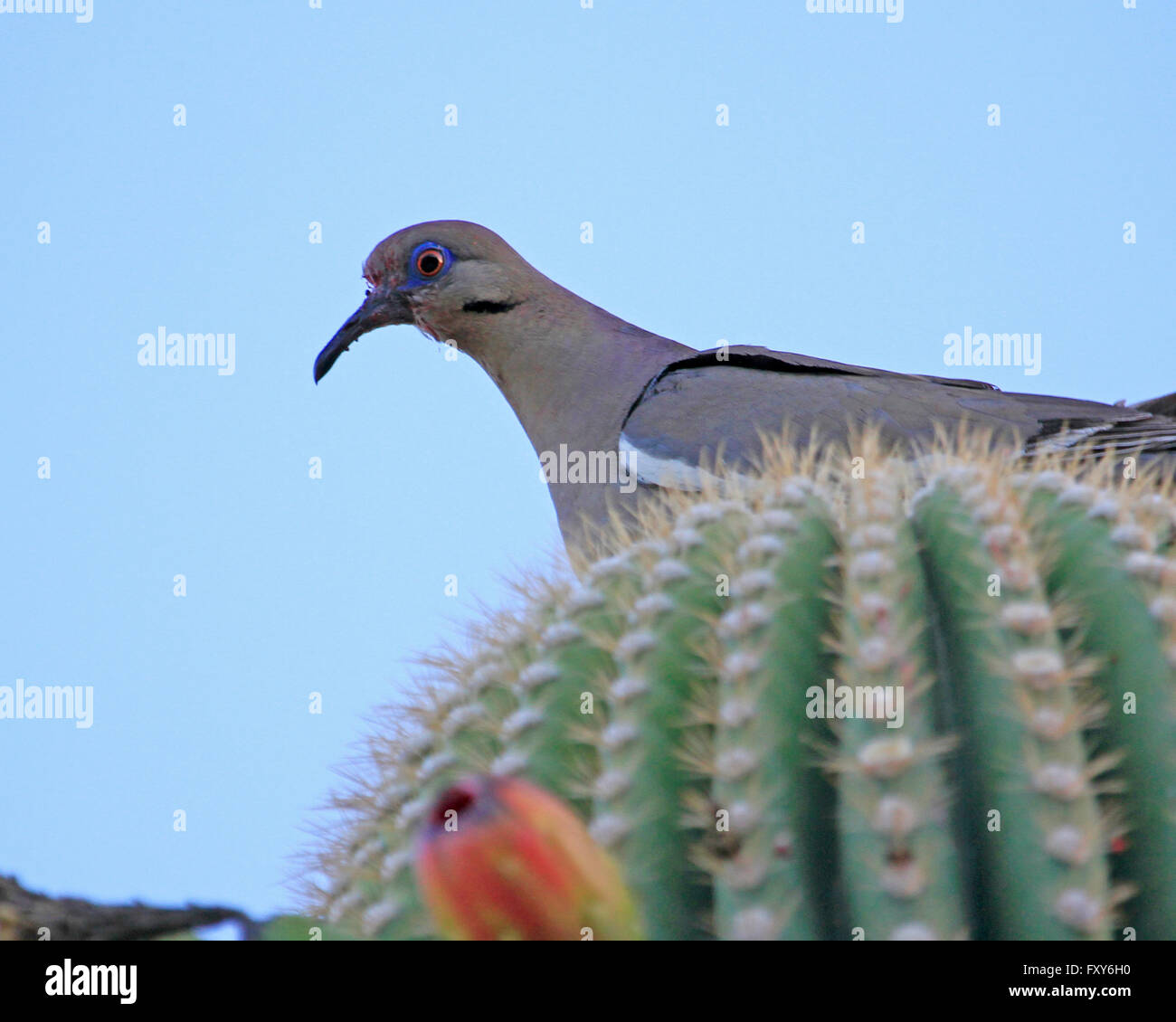 White Winged Dove perched on a cactus Stock Photo