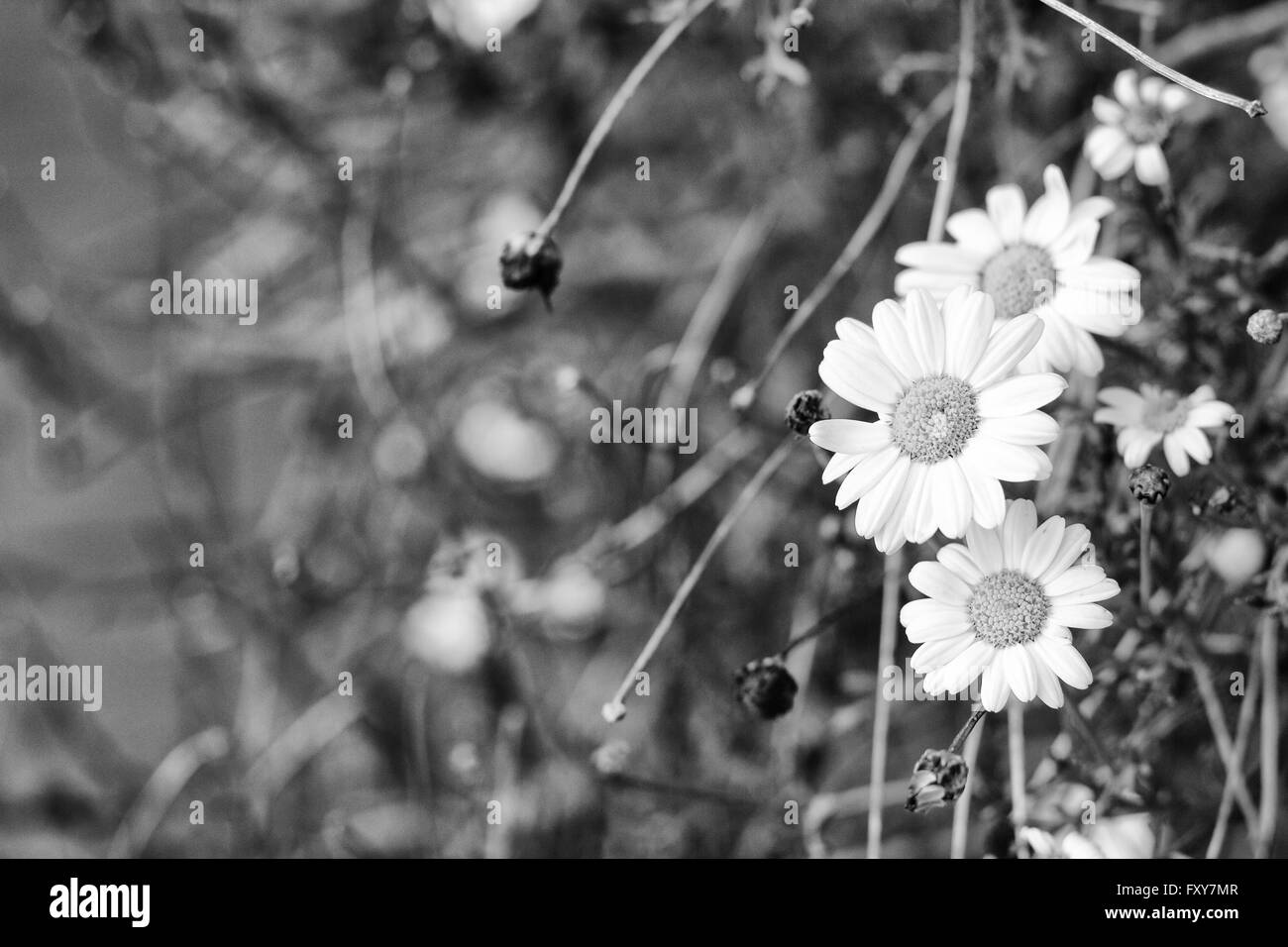 Daisy flowers up close Black and White Stock Photos & Images - Alamy