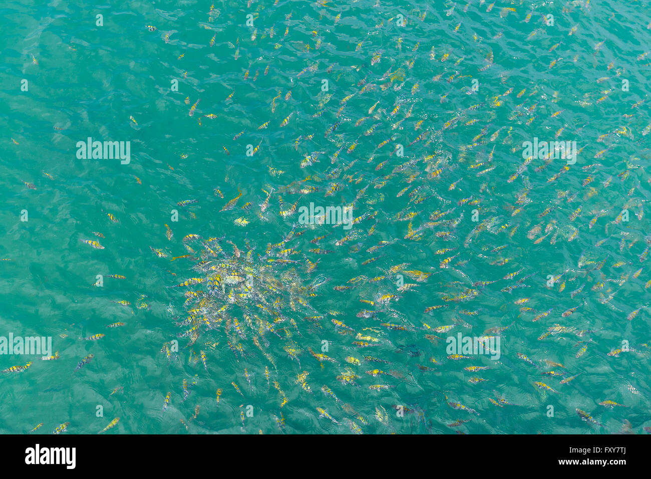 Yellow fishes or Indo-pacific sergeant approaching to feeding food on clear green water of gulf of Thailand Stock Photo