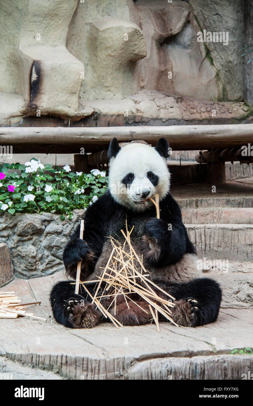 A Panda Beer nibbling on bamboo in the Chiang Mai Zoo, Thailnad Stock Photo