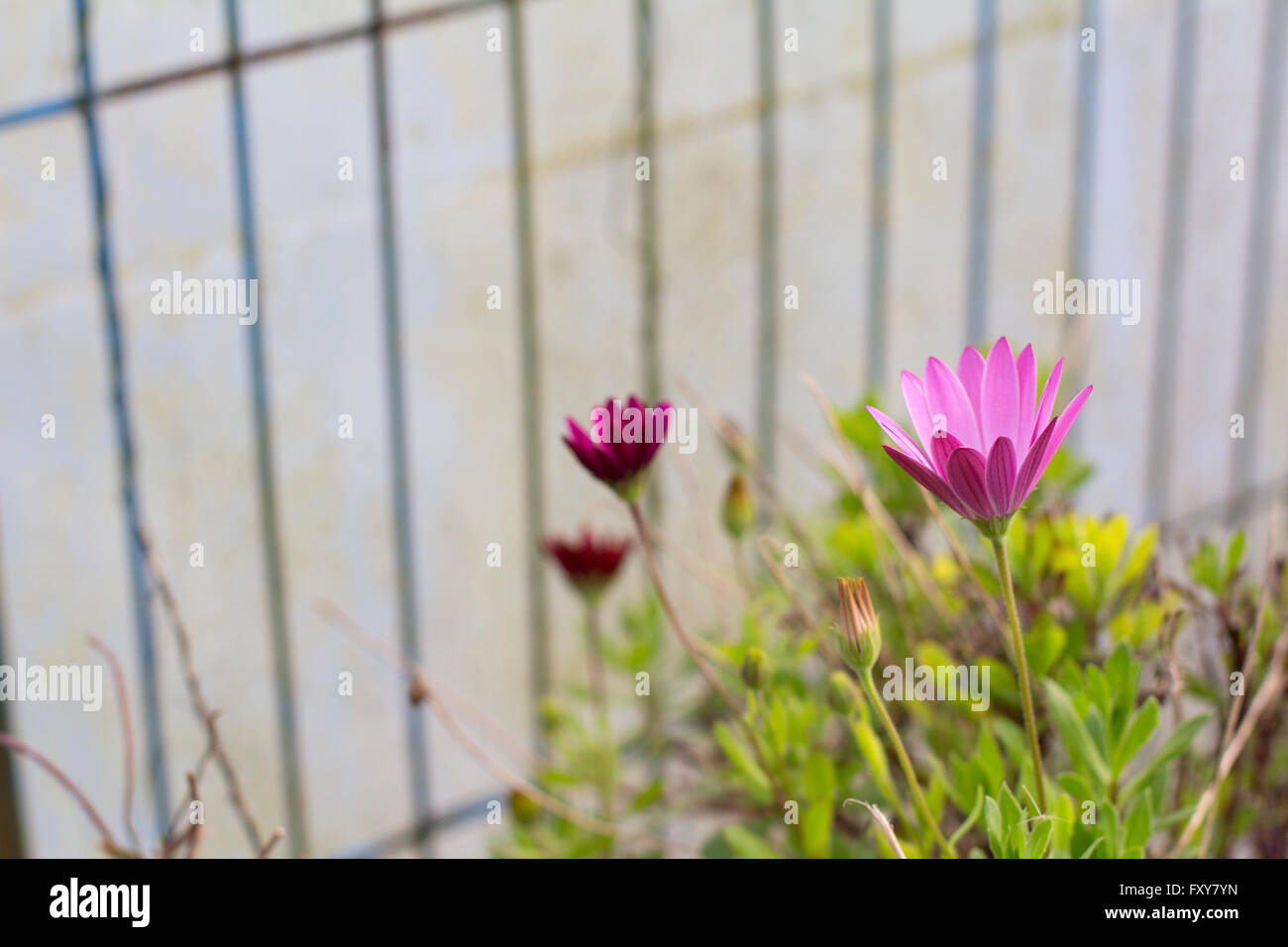 Daisy flowers in a hothouse Stock Photo