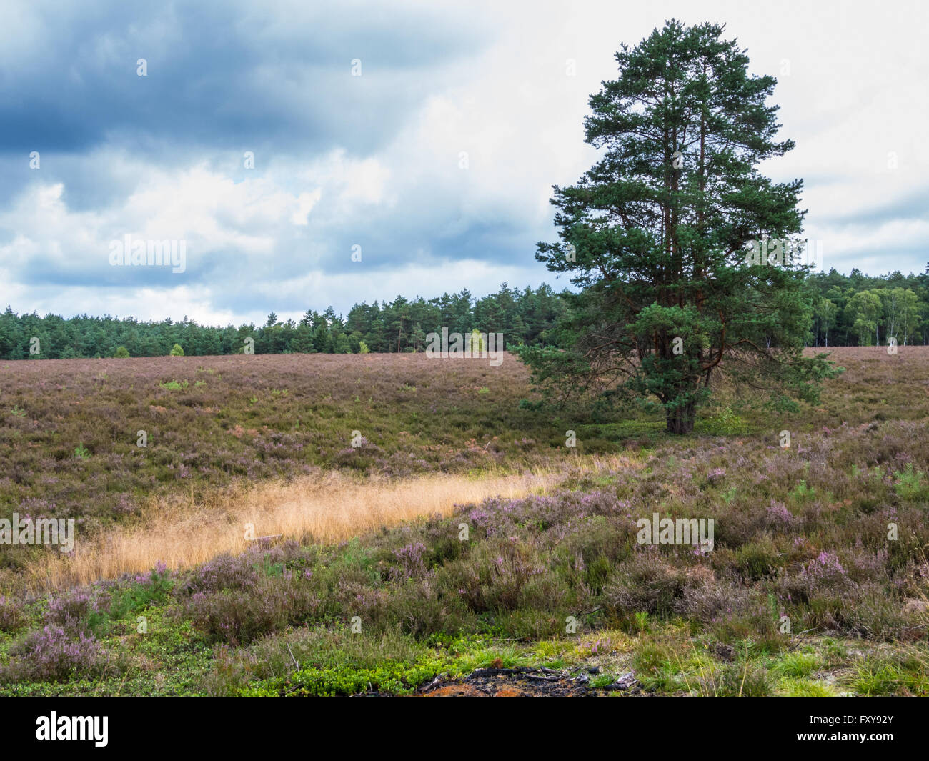 Pine in the heathland of the Lueneburg Heath Stock Photo