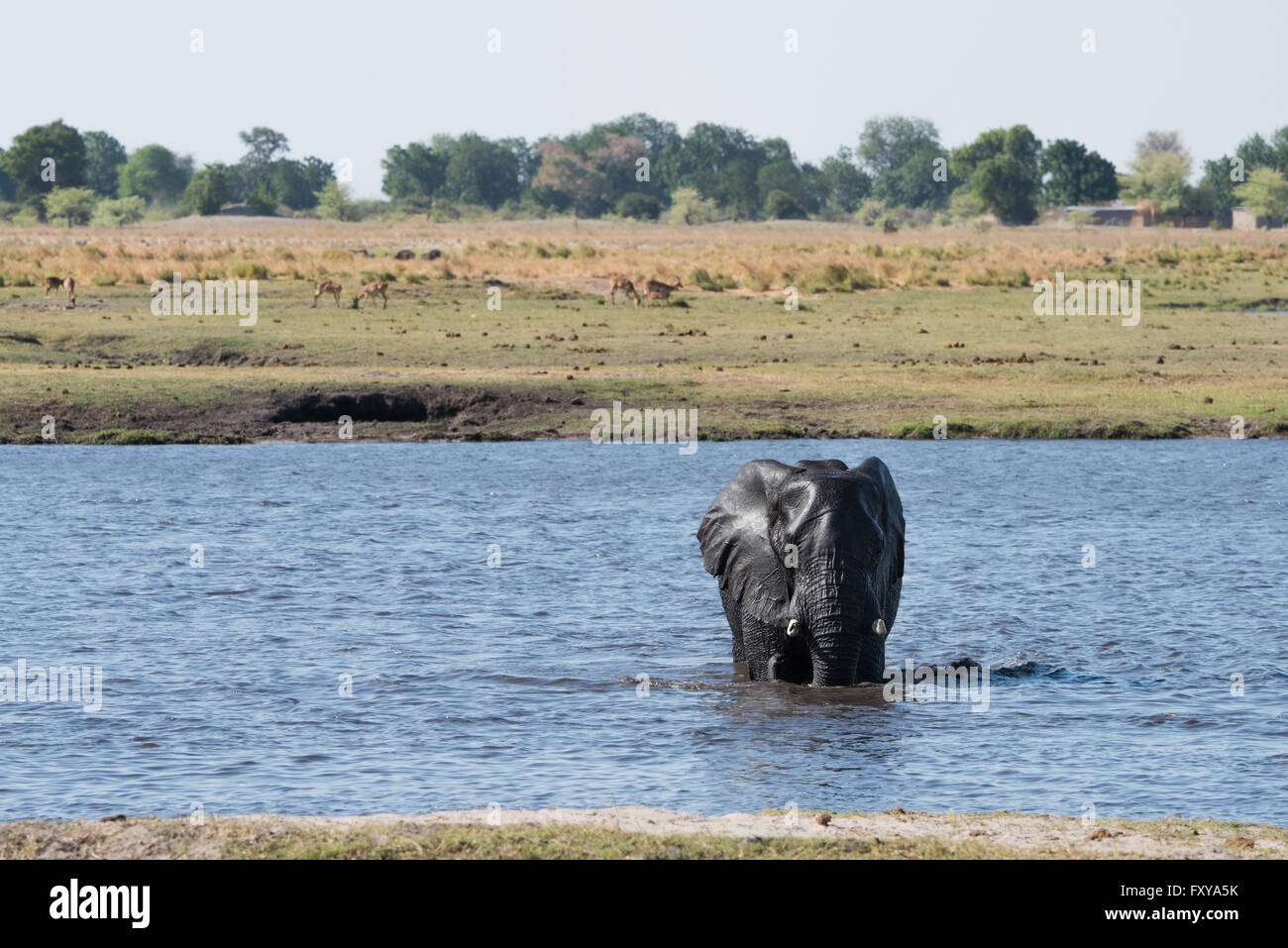 Large African Elephant (Loxodonta africana) crossing the Chobe River, Botswana Stock Photo