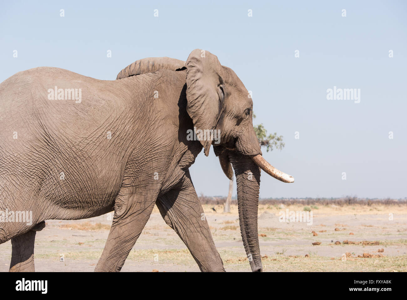 Large male elephant (Loxodonta africana) bull profile, Botswana Stock Photo