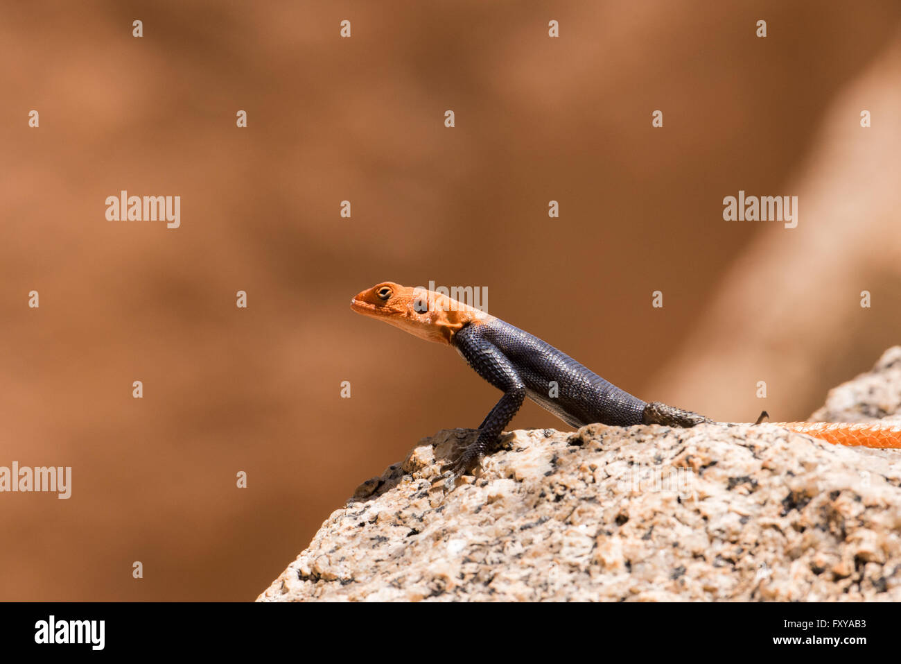 African Readhead Agama (Agama agama) portrait sitting on rock Stock Photo