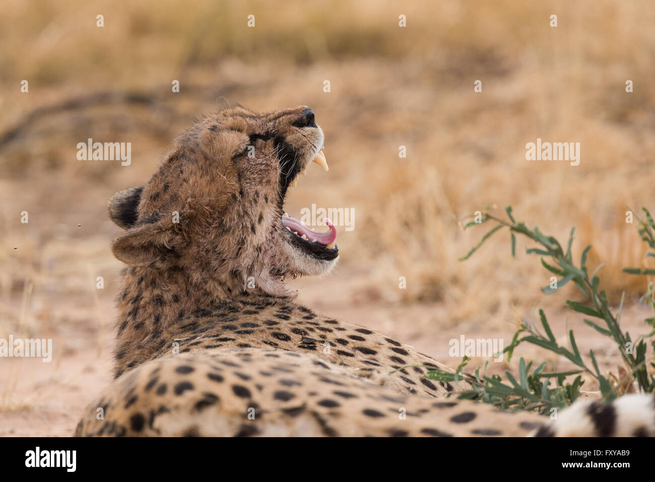 Cheetah (acinonyx jubatus) yawn showing teeth after eating, Namibia Stock Photo