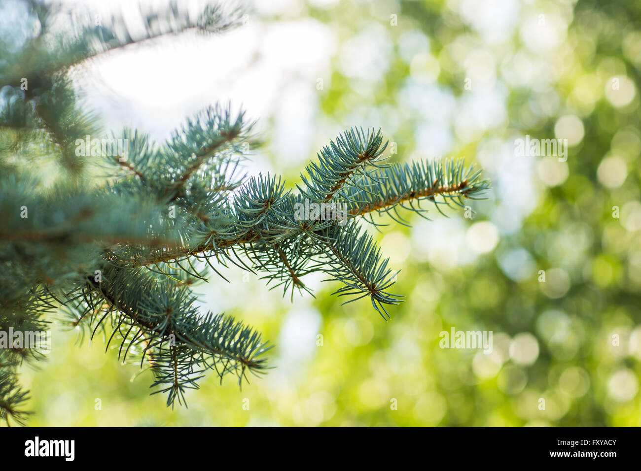 Blue spruce branches outdoors on a green background Stock Photo