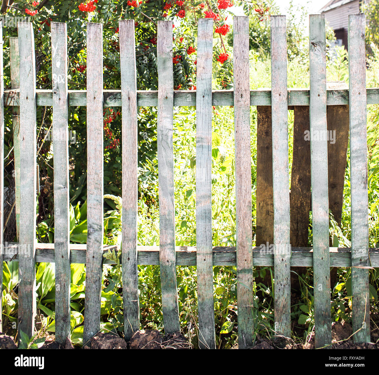 old wooden fence in garden with plant Stock Photo - Alamy
