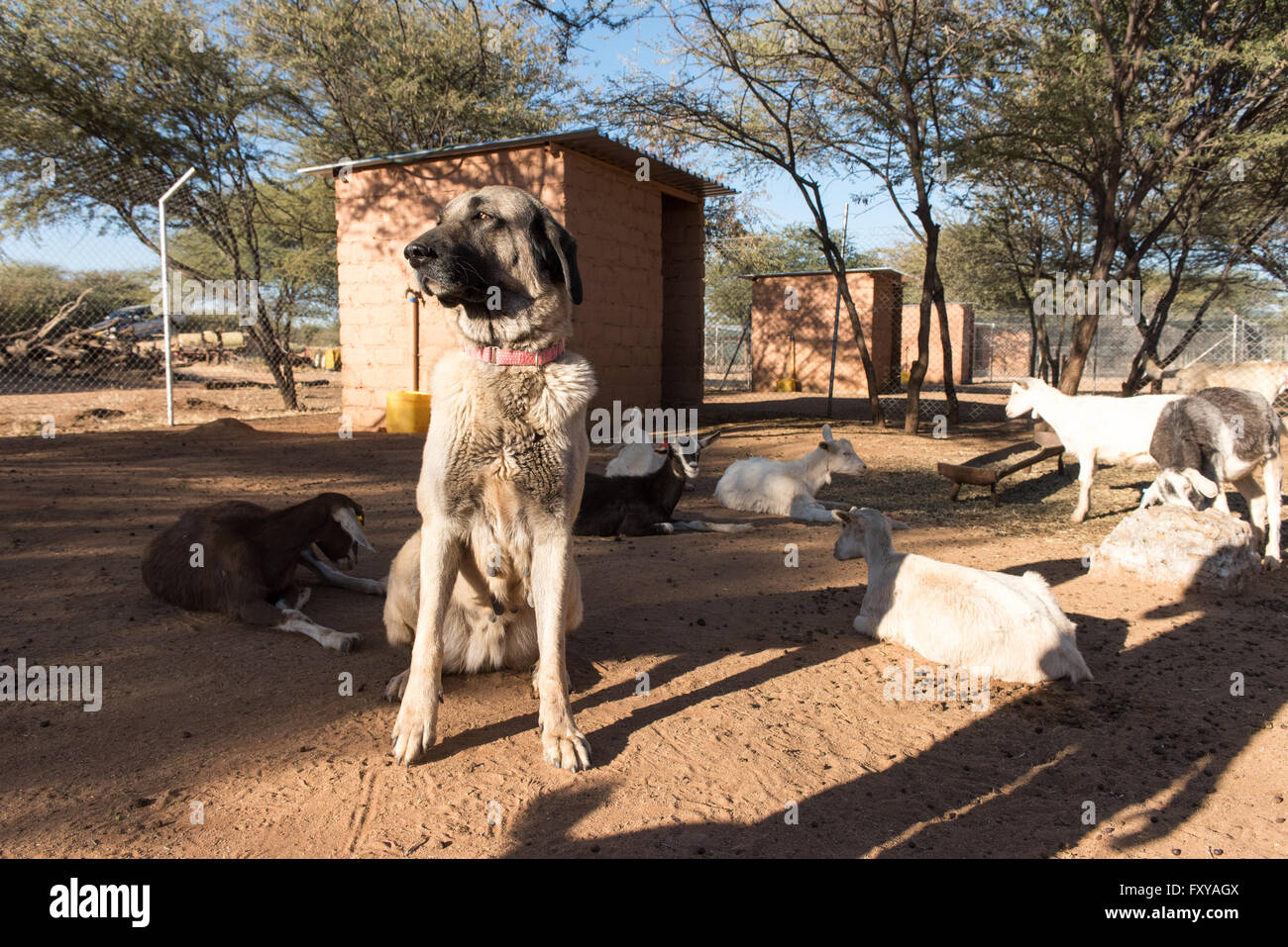 What Is The Best Dog For Herding Goats
