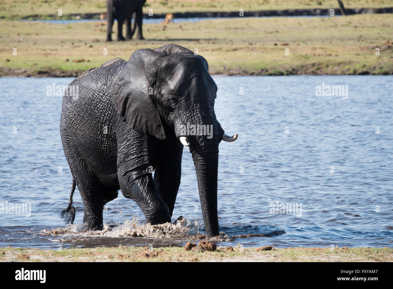 Large African Elephant (Loxodonta africana) crossing the Chobe River, Botswana Stock Photo