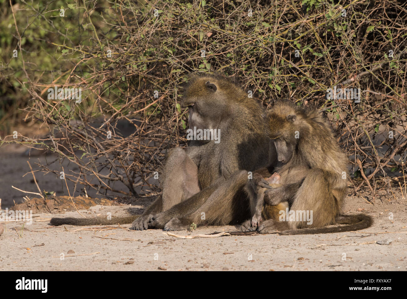 Baboons have family social time, Botswana, 2015 Stock Photo
