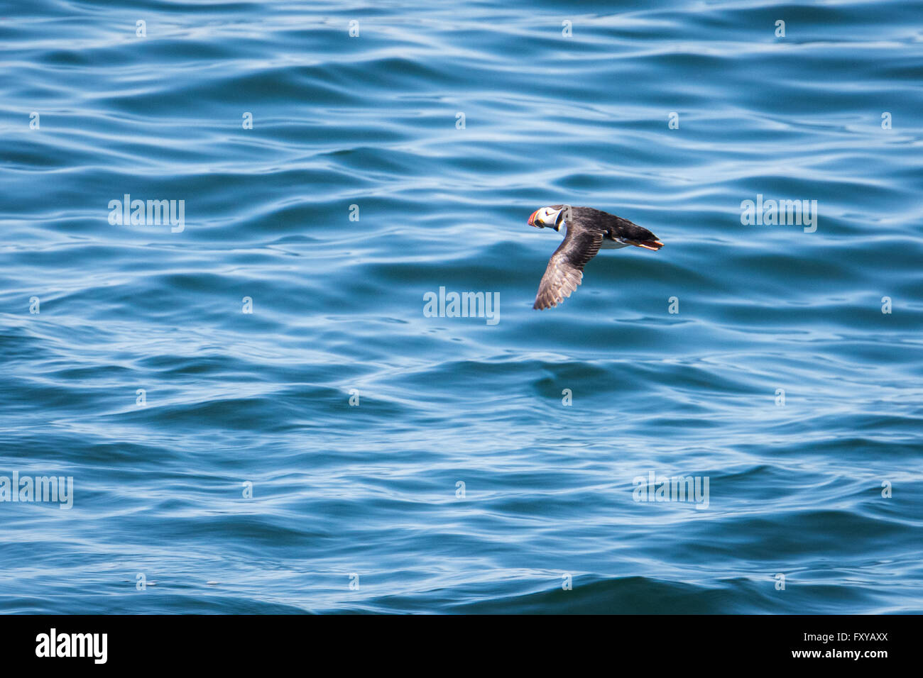Atlantic Puffin (Fratercula arctica) flying low above water, Maine, USA Stock Photo