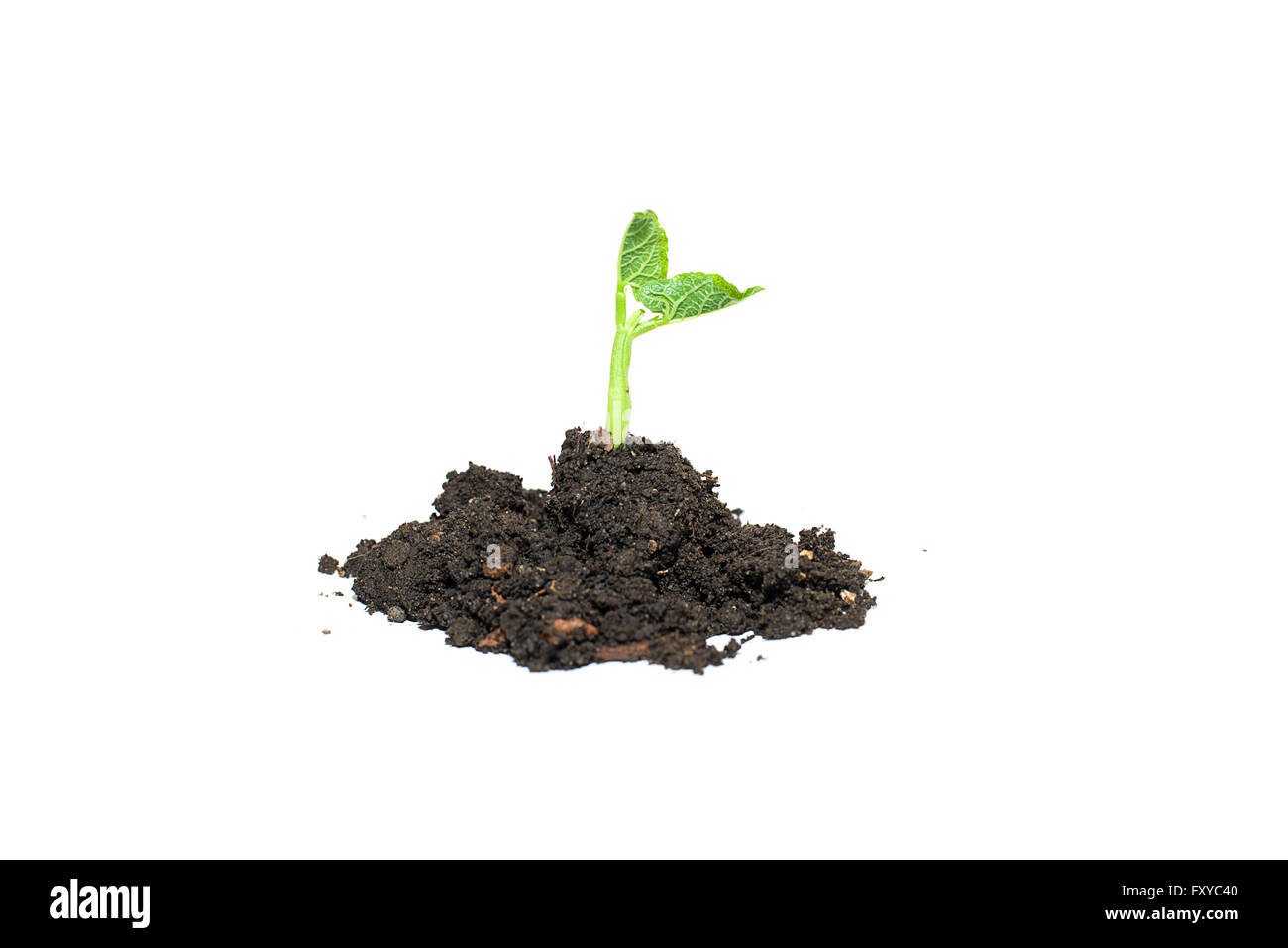 Green plants sprout up from the ground pile Stock Photo