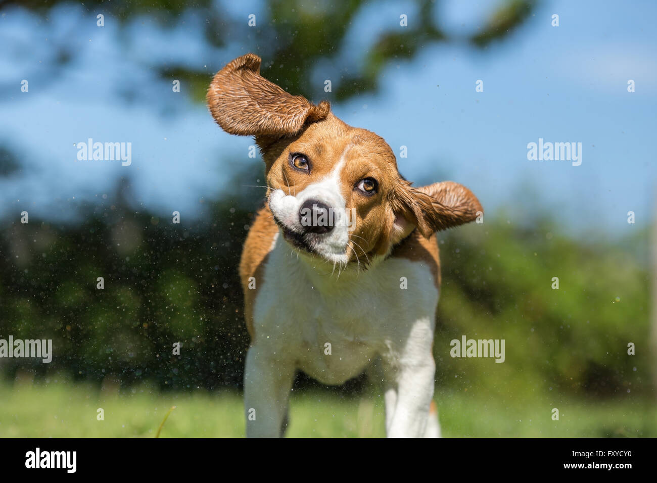 Wet Beagle Dog Shaking His Head Stock Photo Alamy