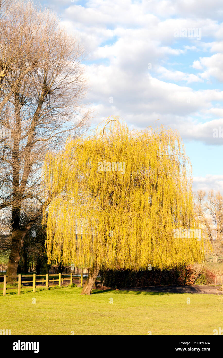 Willow tree england uk hires stock photography and images Alamy