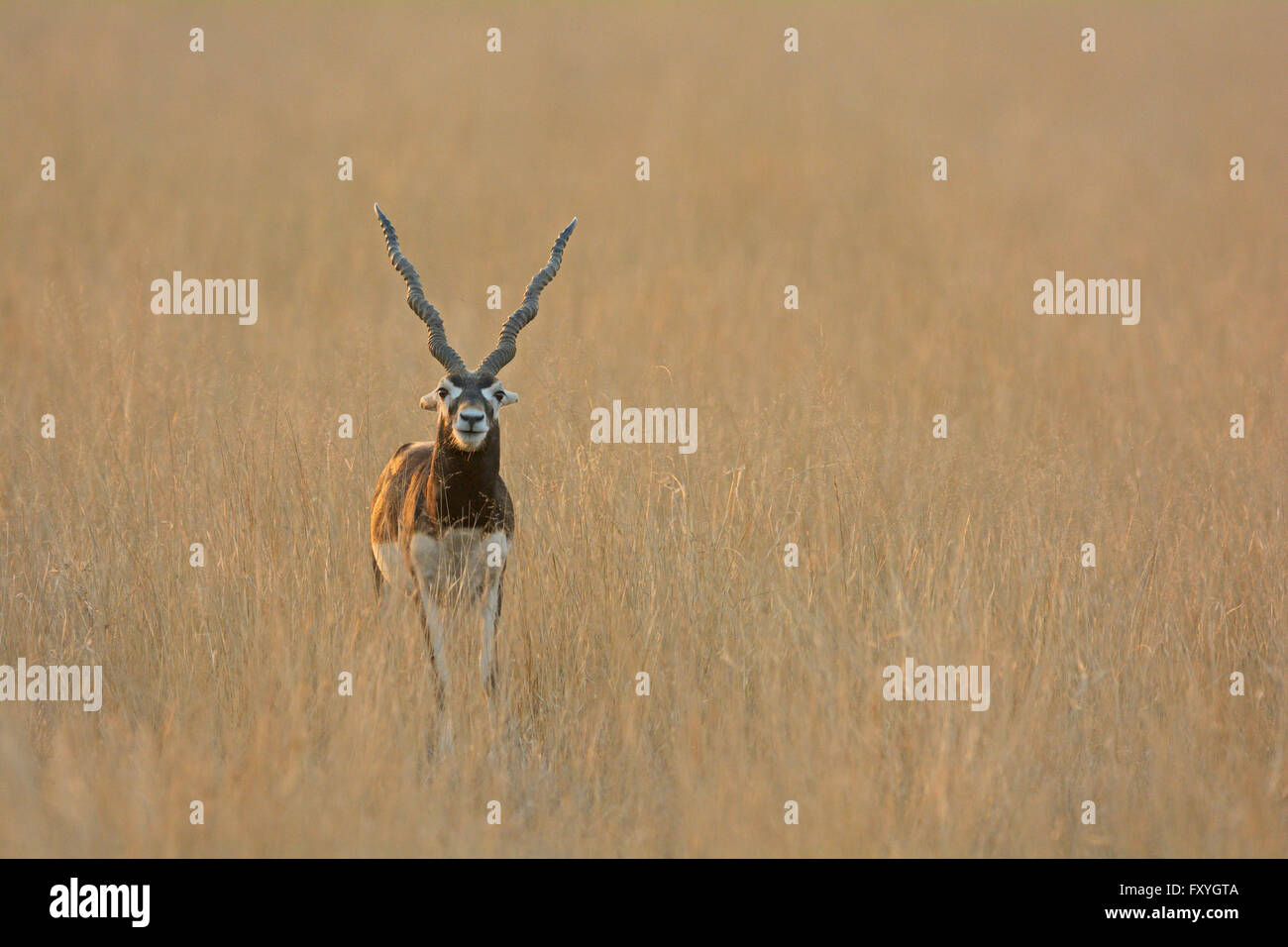 Blackbuck (Antilope cervicapra), male, in the Tal Chhapar grasslands of Rajasthan, India Stock Photo