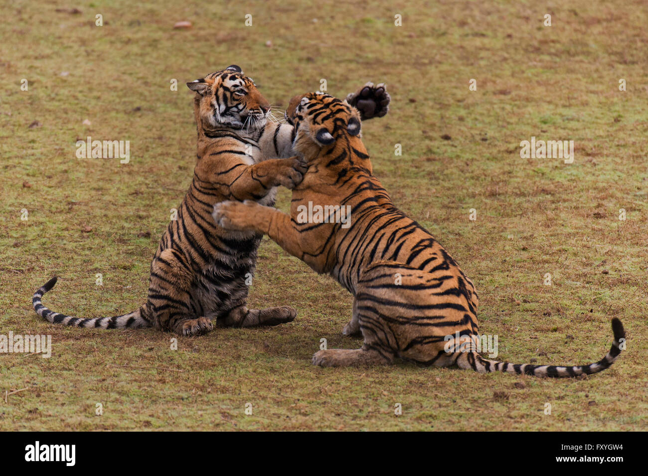 Two Bengal Tigers (Panthera tigris tigris), subadult cubs play-fighting in a dry lake bed, Ranthambhore National Park, Rajasthan Stock Photo