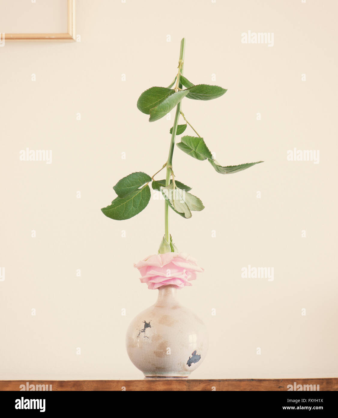 Still life with rose on ceramic vase Stock Photo - Alamy