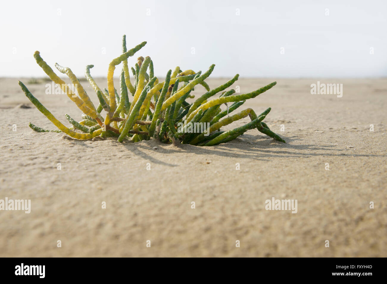 Common glasswort (Salicornia europaea) on the sandy beach, North Frisia, Schleswig-Holstein, Germany Stock Photo