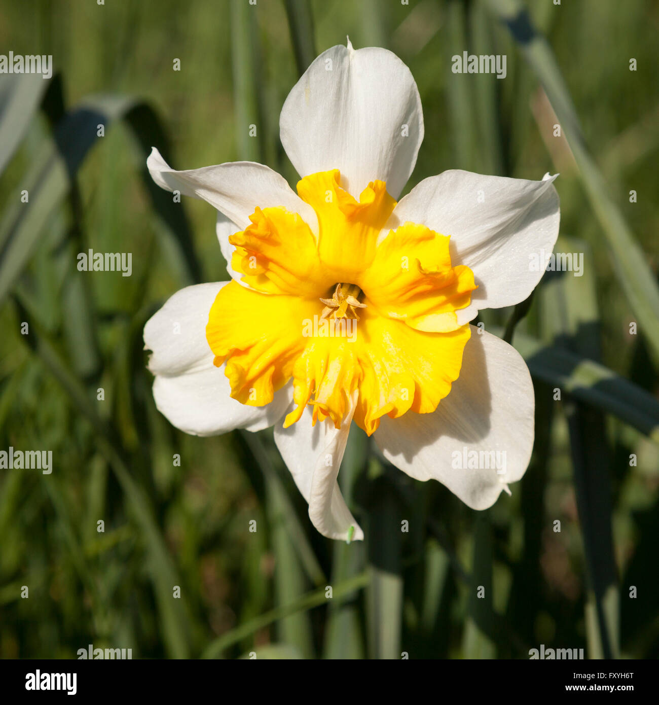 Side view of yellow and white daffodil hi-res stock photography and ...