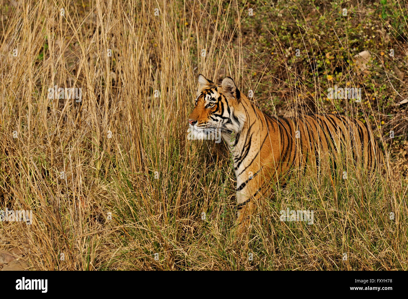 Indian or Bengal Tiger (Panthera tigris tigris) standing and looking through the tall grass, Ranthambore National Park Stock Photo