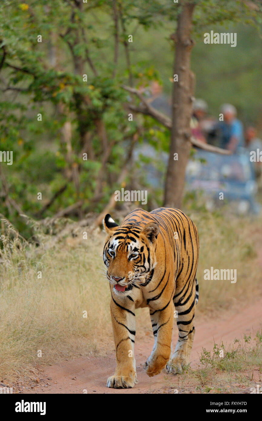 Tourist vehicles following an Indian or Bengal Tiger (Panthera tigris tigris), Ranthambore National Park, Rajasthan, India Stock Photo