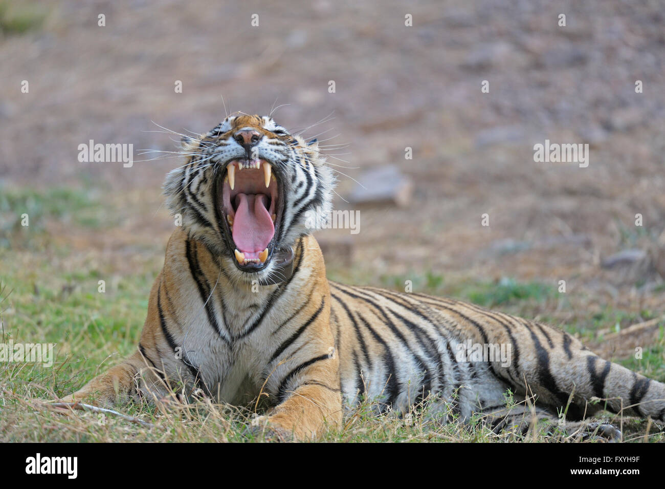 Indian or Bengal Tiger (Panthera tigris tigris) snarling, Ranthambore National Park, Rajasthan, India Stock Photo