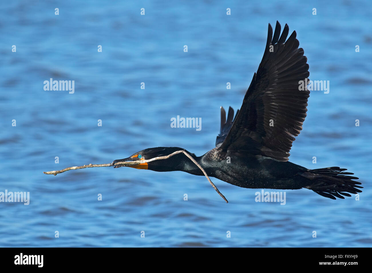 Doublecrested Cormorant in Flight with Stick Stock Photo Alamy
