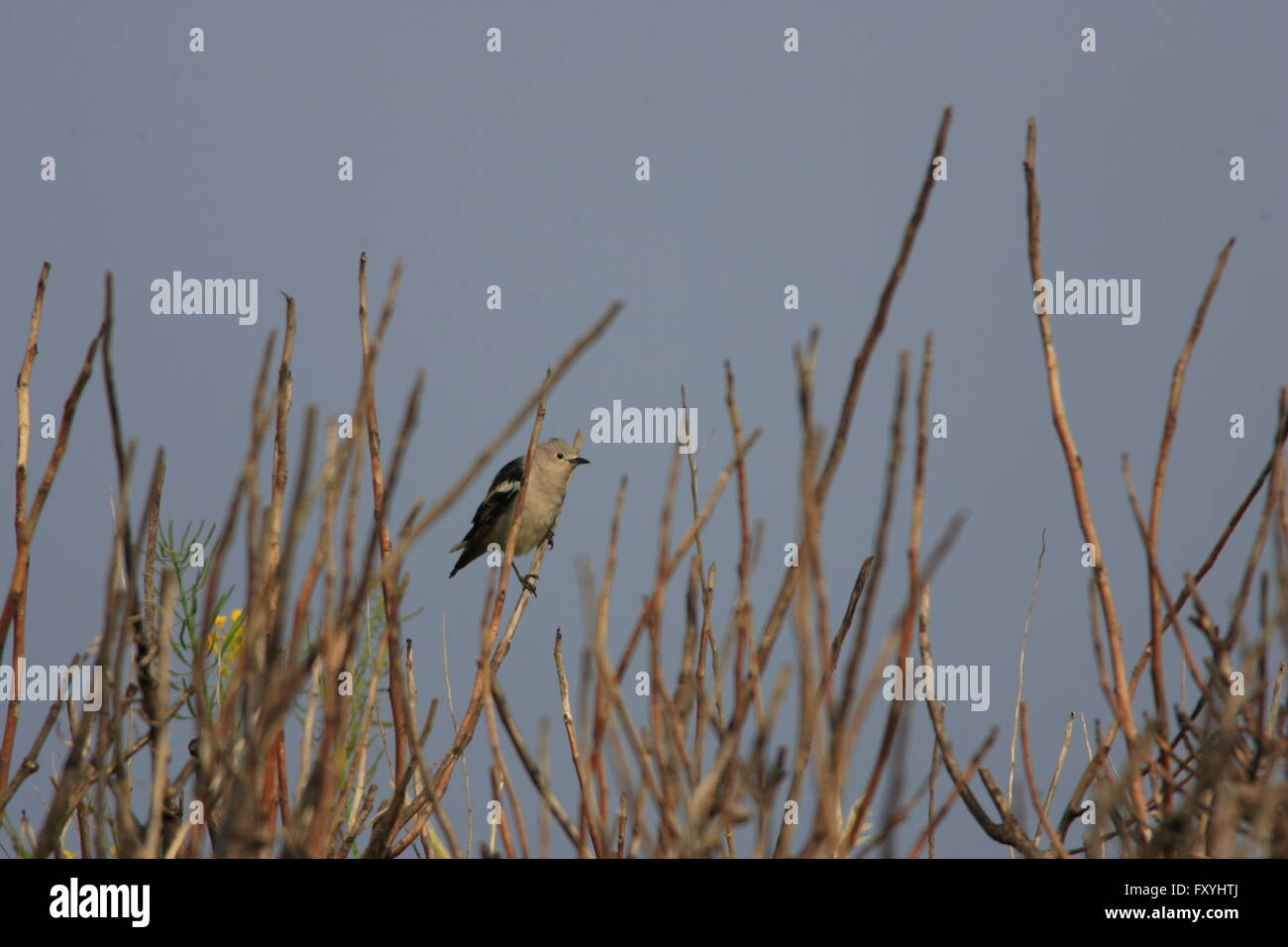 Daurian starling (Agropsar sturninus) in Japan Stock Photo - Alamy