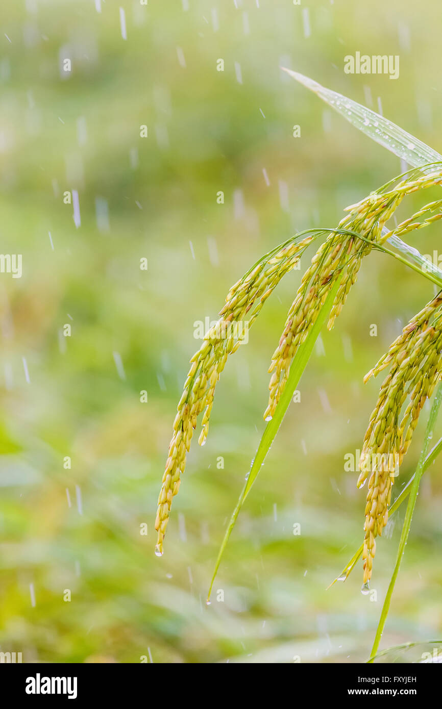 Rain water to mature rice Stock Photo