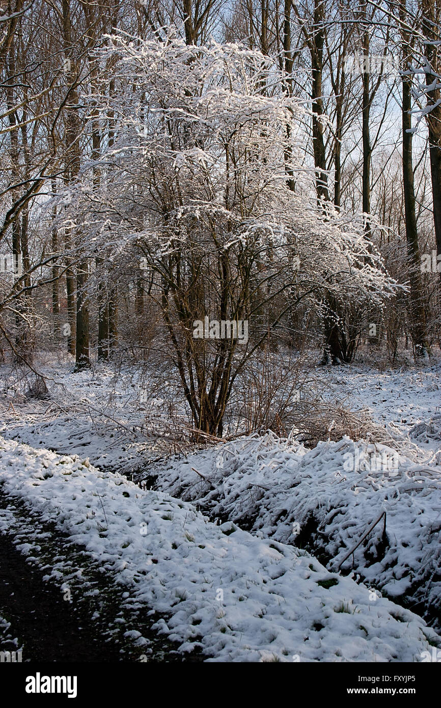 Beautiful winter landscape with snow covered meadows and trees Stock ...