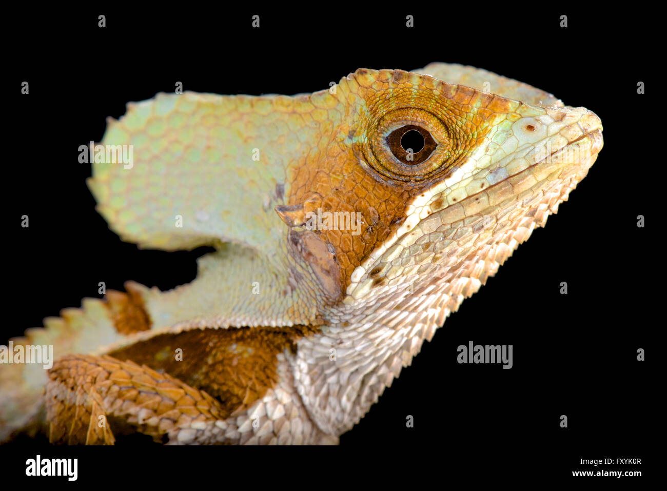 Casque-headed lizard (Corytophanes hernandezii) male Stock Photo