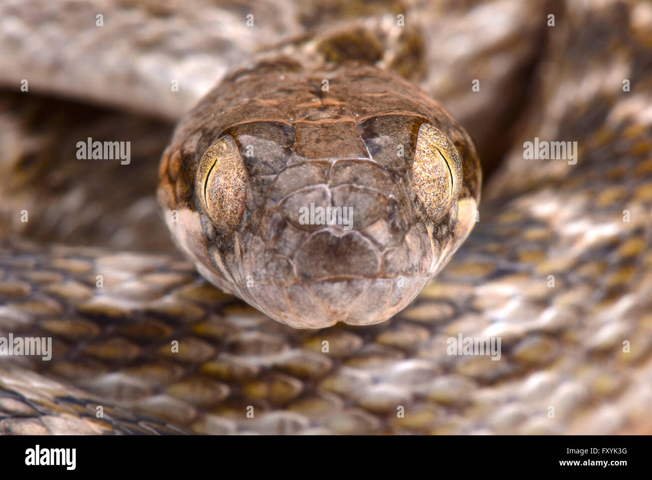 Malagasy cat-eyed snake (Madagascarophis meridionalis) Stock Photo