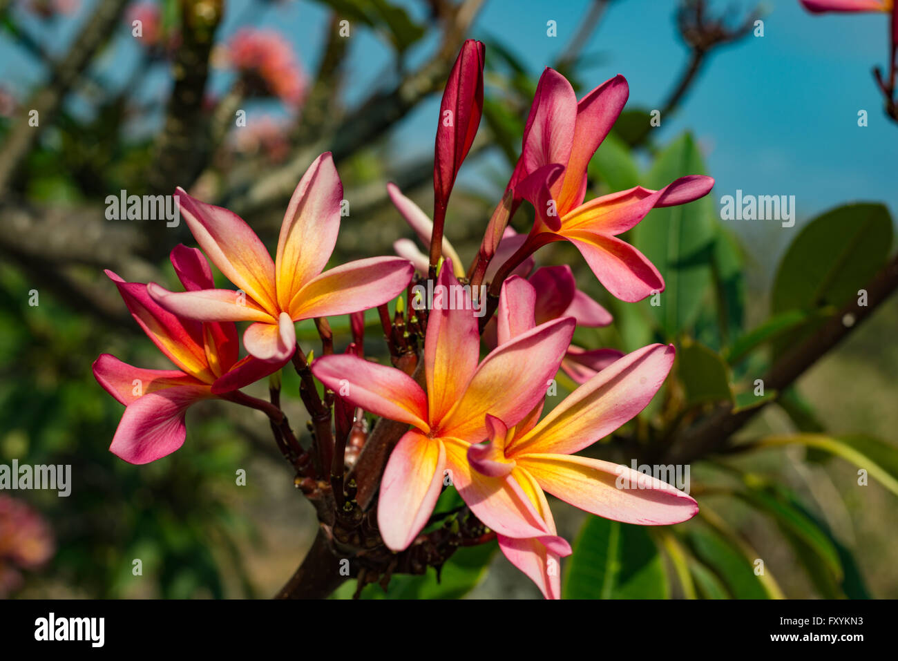 Plumeria blossoms growing in a church yard on the Southeast coast of