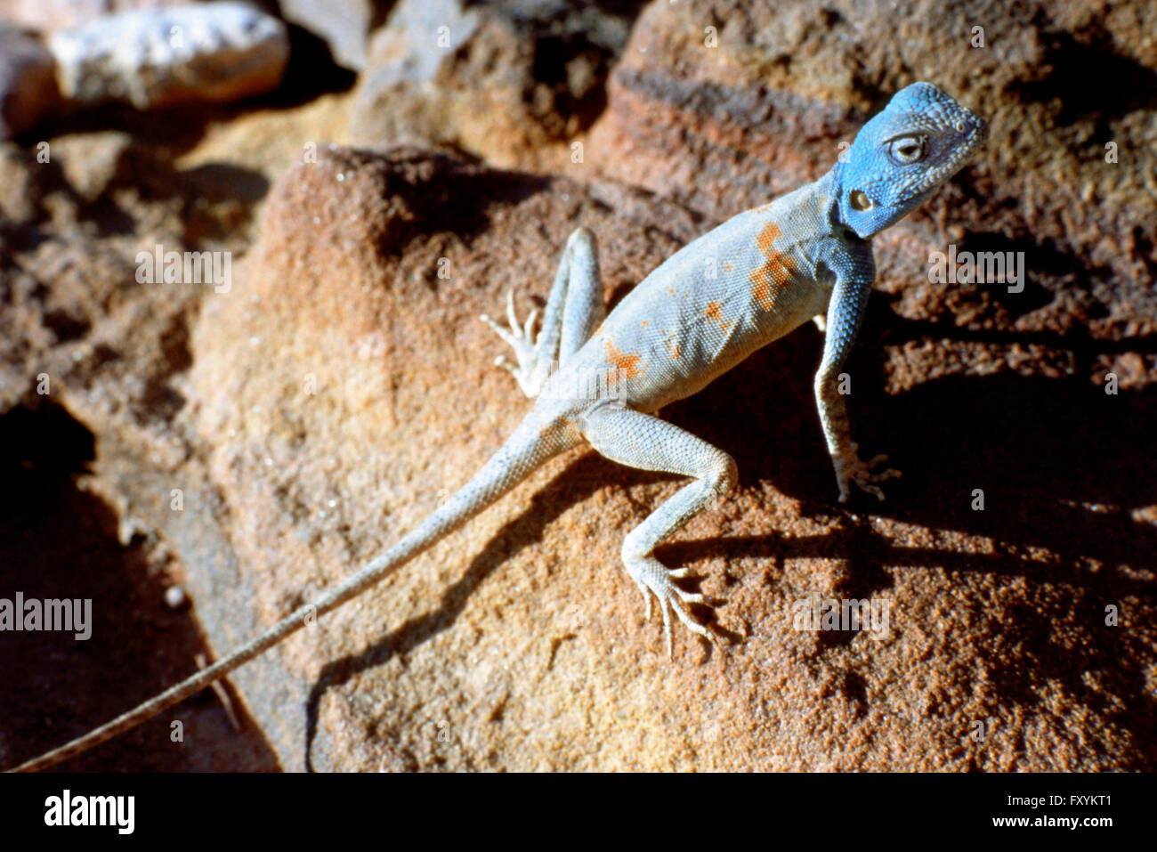 Blue lizard on rocks petra hires stock photography and images Alamy