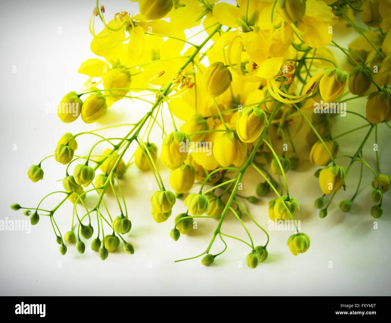 golden-shower-cassia-fistula-bouquet-hi-res-stock-photography-and