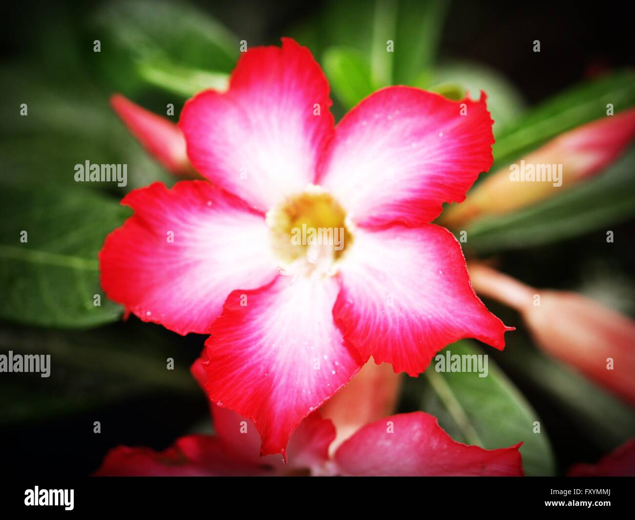 Pretty adenium flowers hi-res stock photography and images - Alamy