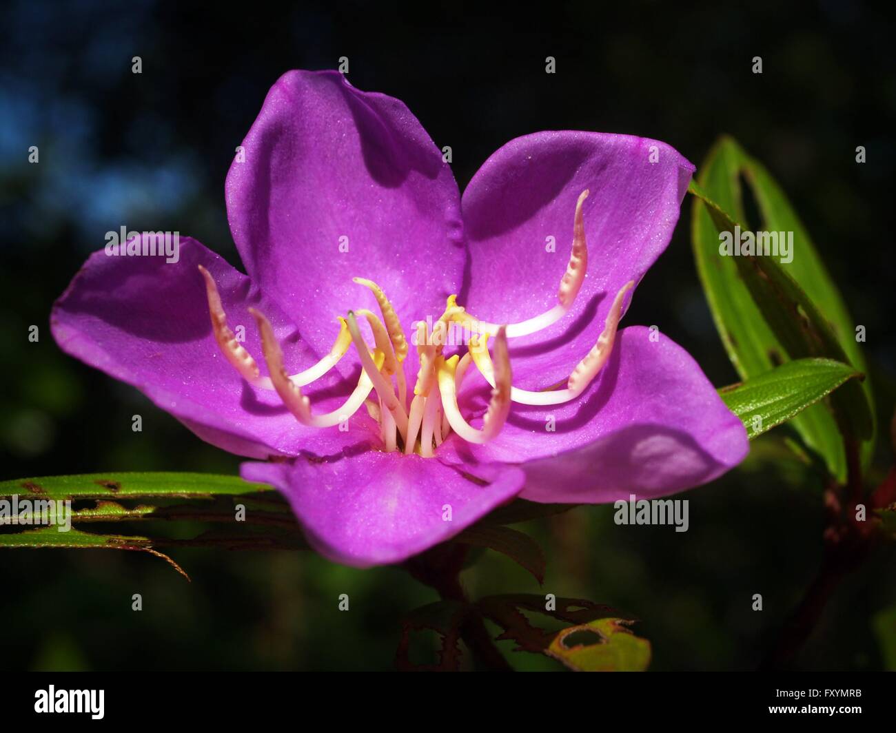Malabar melastome flower , Indian rhododendron flower Stock Photo