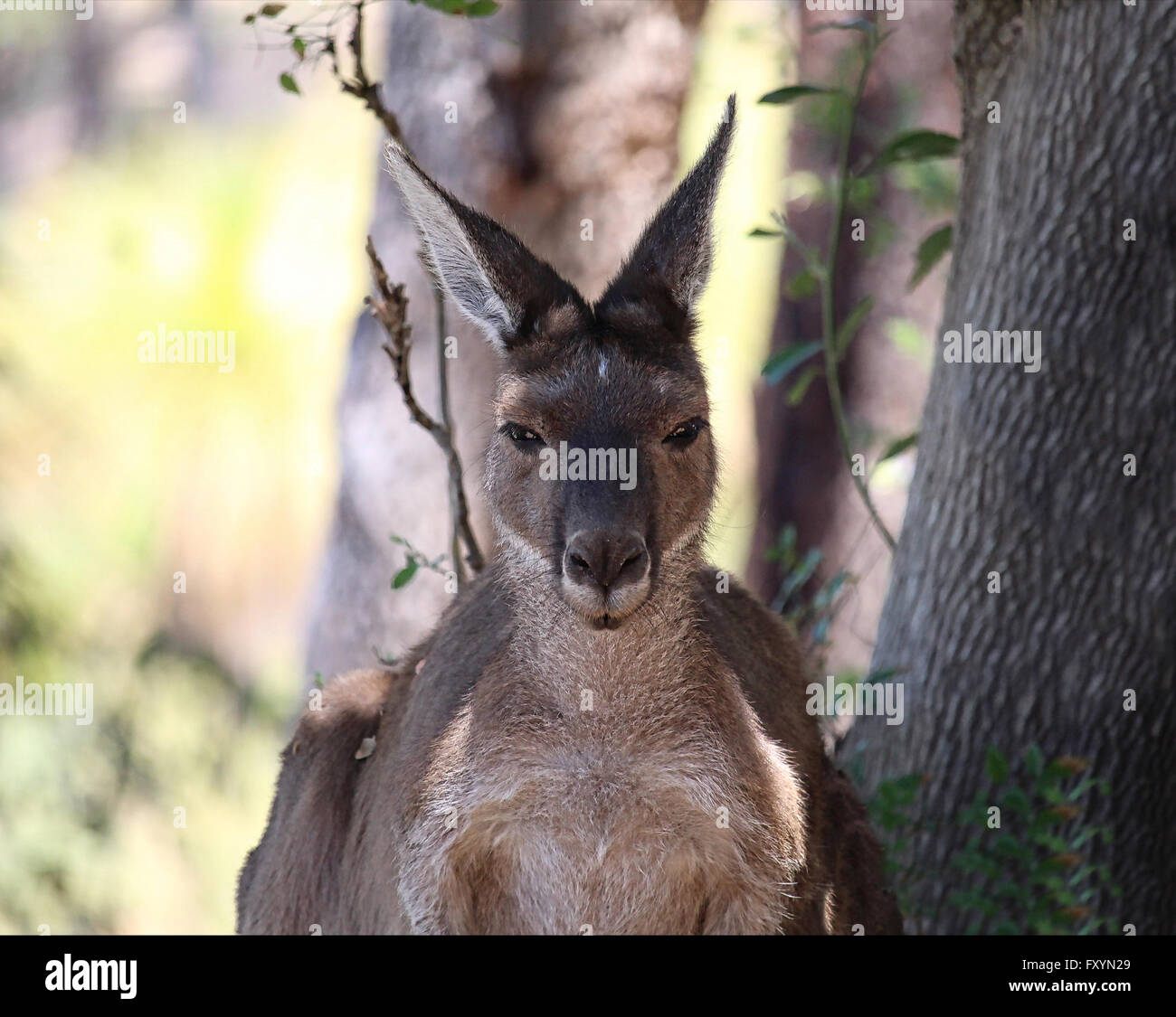 A mid-shot of a female kangaroo in a woodland setting Stock Photo