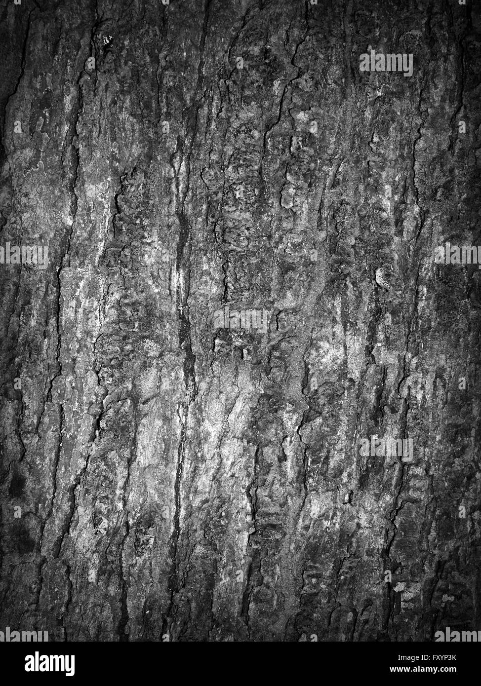 Detail pine tree trunk Black and White Stock Photos & Images - Alamy