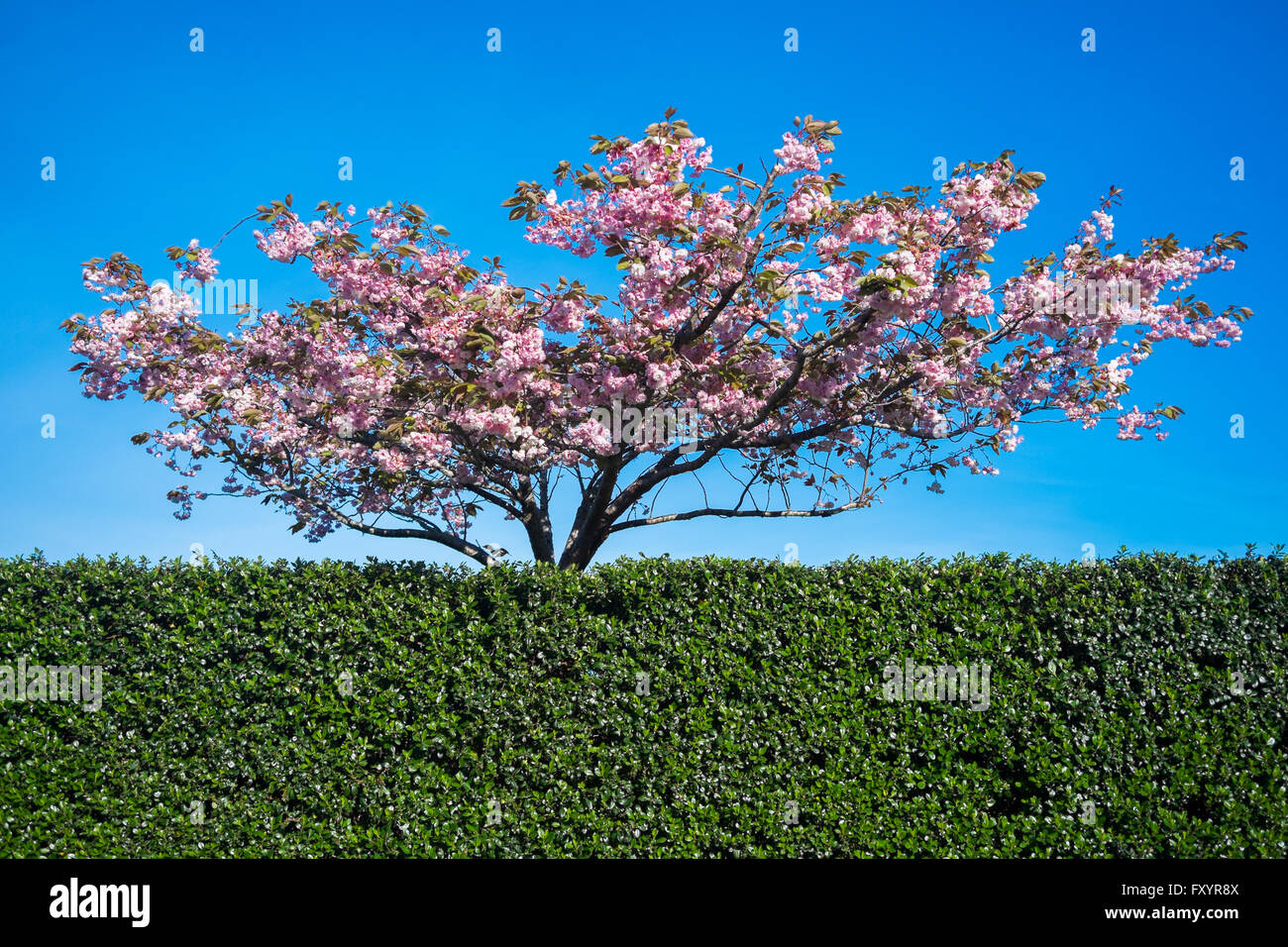 Plum tree with pink blossoms blooming behind a hedge with a blue sky background Stock Photo