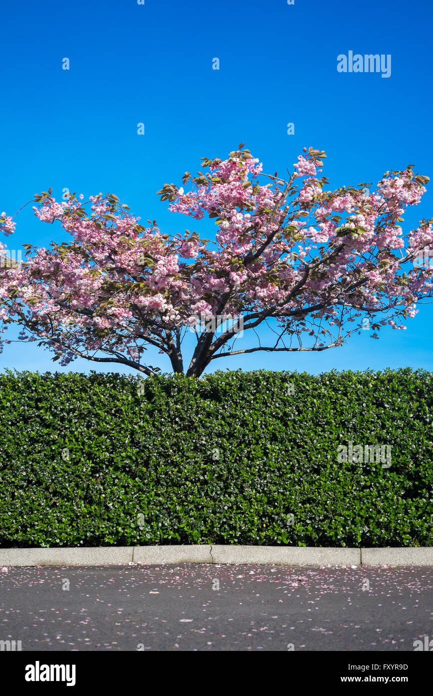 Plum tree with pink blossoms blooming behind a hedge with a blue sky background Stock Photo