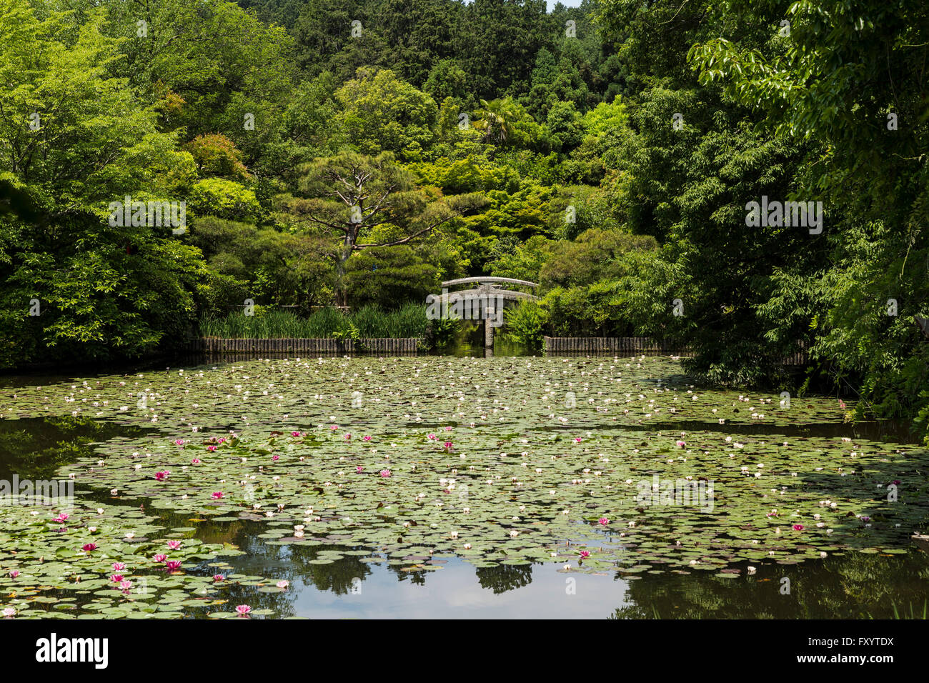 Kyoyochi Pond, Ryōan-ji, the Temple of the Dragon at Peace, Kyoto ...