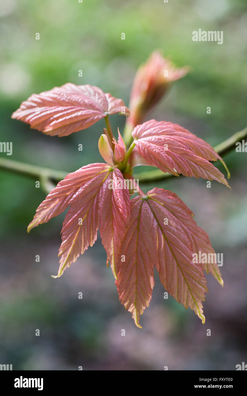 Acer. Newly emerged maple leaves in Spring. Stock Photo