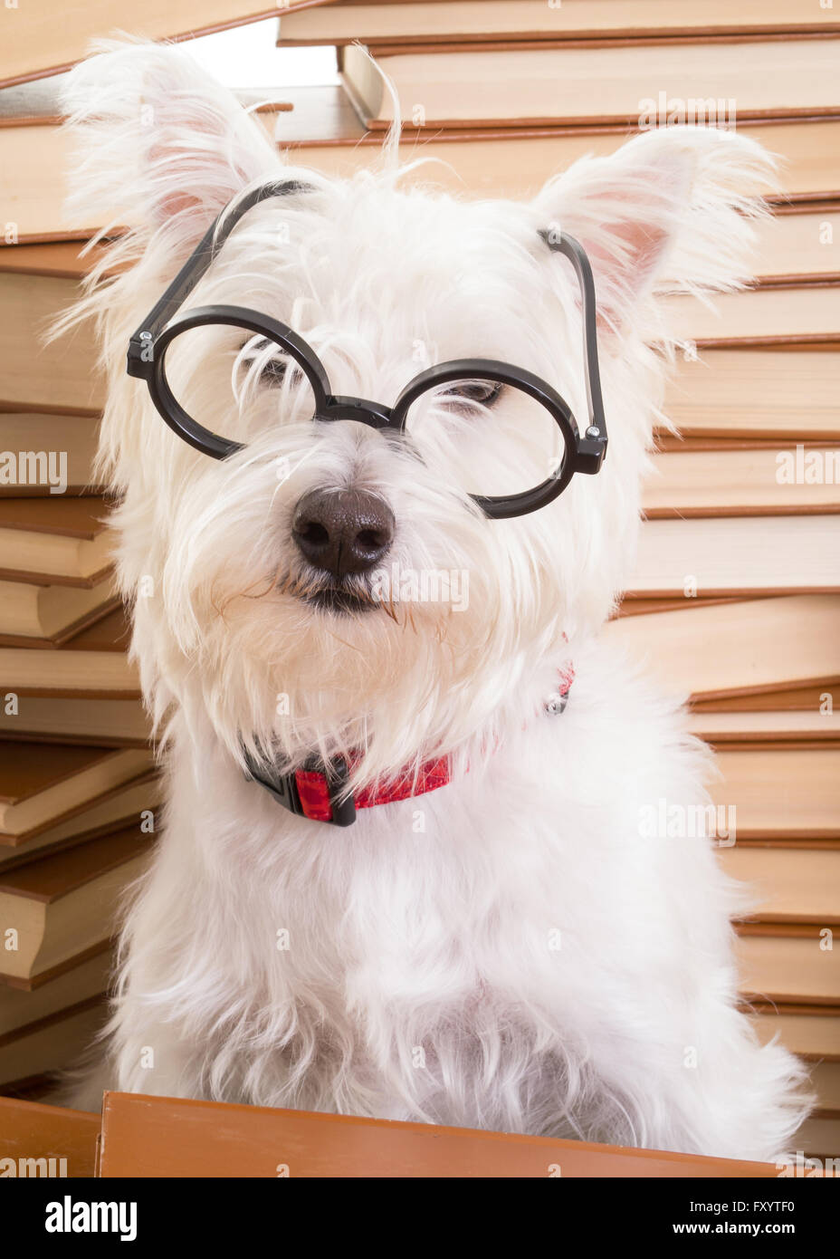 A small white dog wearing glasses in front of a stack of books. Stock Photo
